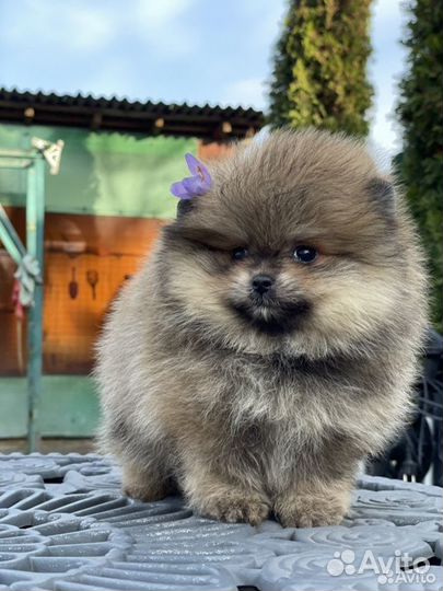 Щенки померанского шпица