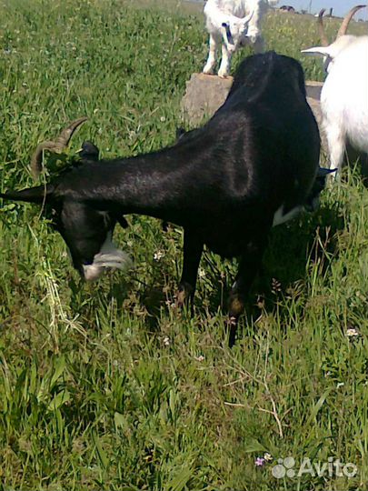 Молочные козы