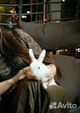 Кролики белоснежные аренда