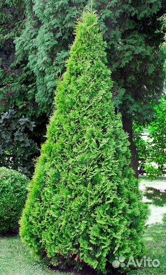 Туя западная Смарагд