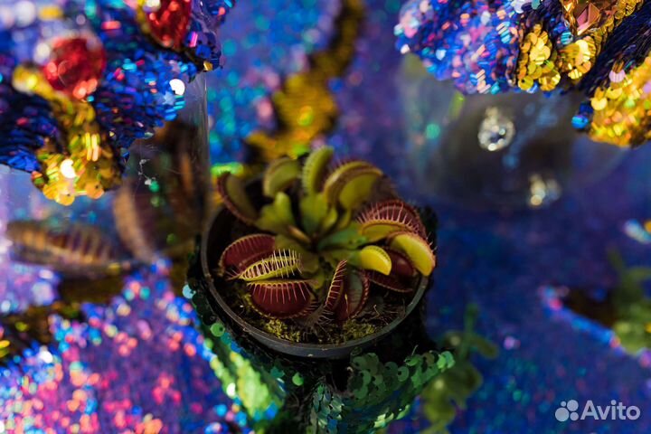 Анимация квест Венсдей аддамс Wednesday Уэнздей