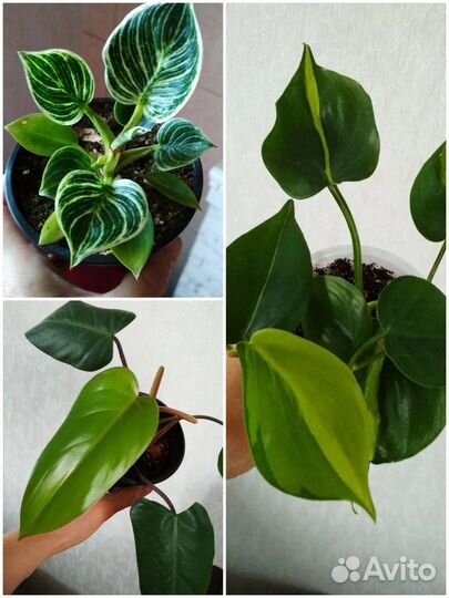 Сциндапсусы. Филодендроны. Эпипремнумы