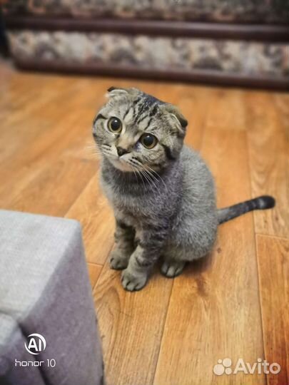 Шотландская вислоухая кошка