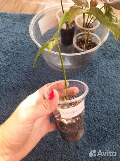 Комнатные цветы,растения.сингониумы,рэо