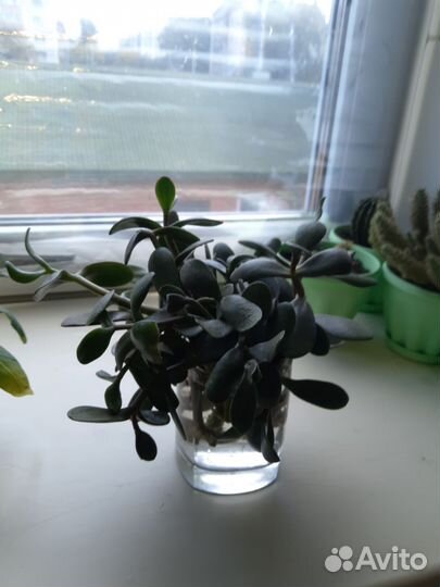 Крассула толстянка Молодец Миля