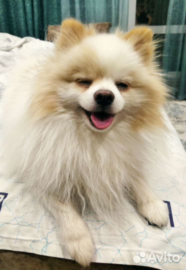 Немецкий шпиц вязка