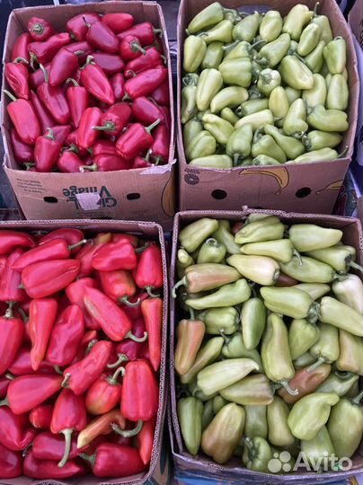 Перец Болгарский