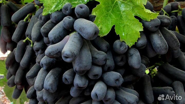Саженцы Винограда кишмиш Аватар новинка