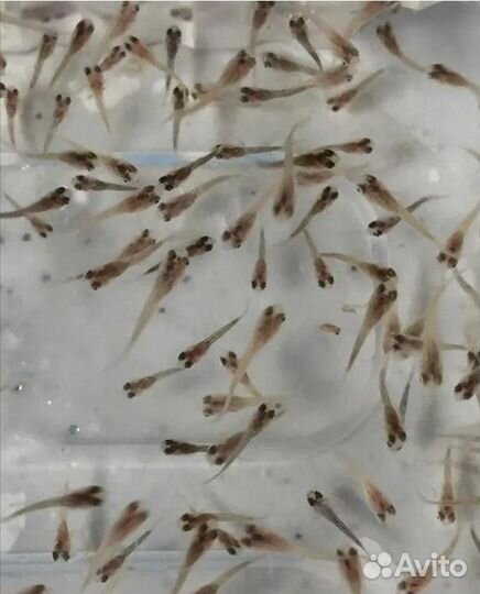 Гуппи рыбки