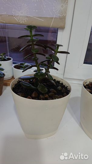 Комнатные цветы