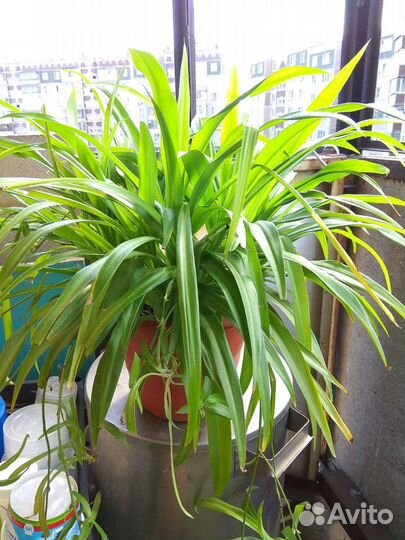 Комнатные растения