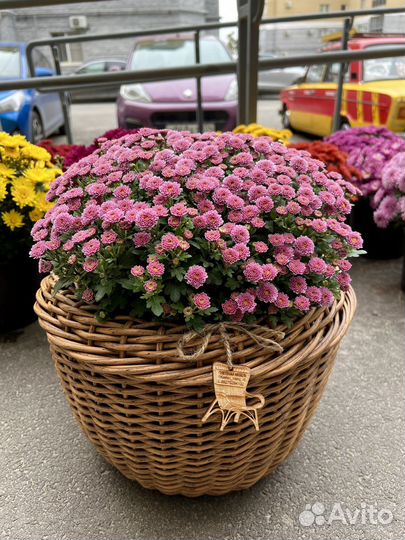 Хризантемы мультифлора Skyfall