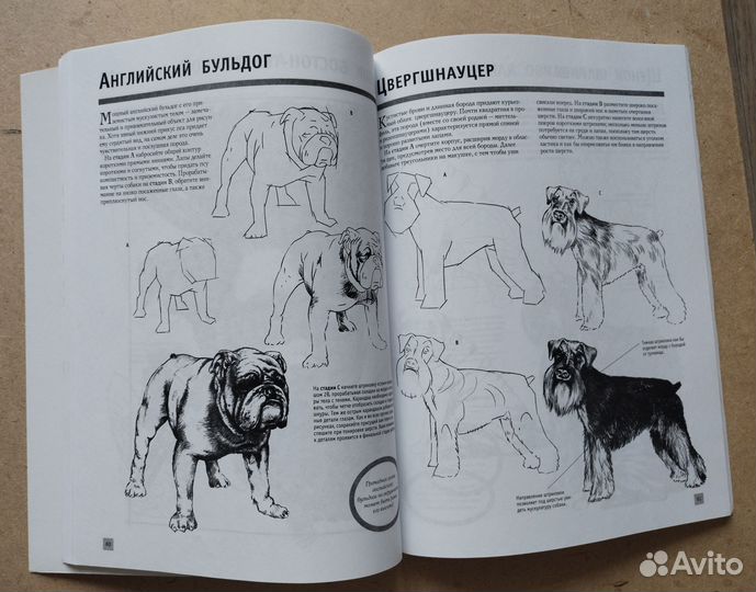 Рисуем животных книга