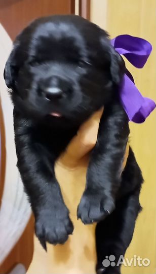 Щенки Лабрадора