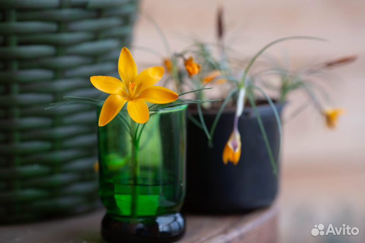 Крокус весенний Фускотинктус 20шт