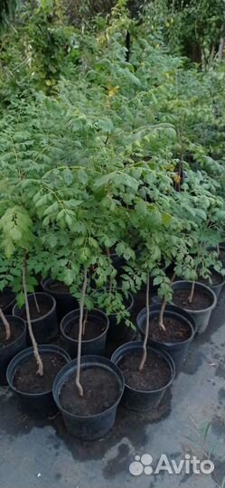 Кельрейтерия (псевдомыльное дерево)