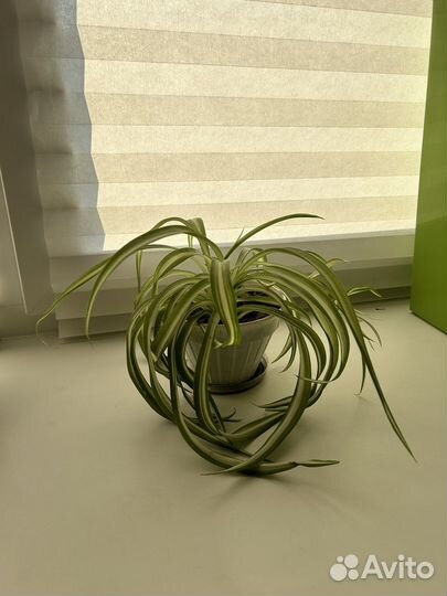 Комнатные цветы