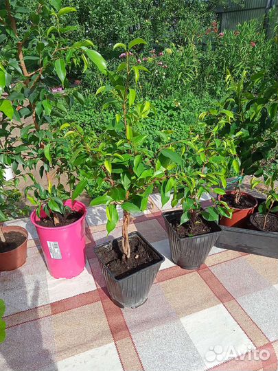 Фикус бенджамина пестролистный