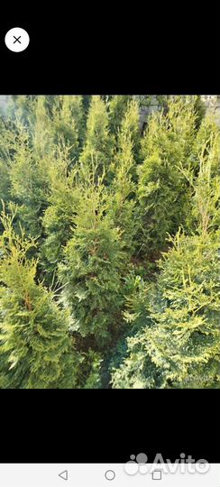 Туи в наличии200 + шт.1,5м