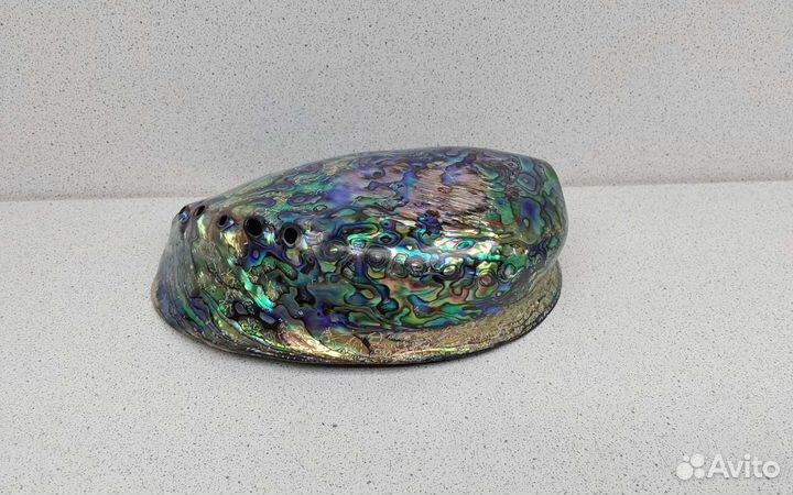 Халиотис Ирис 14,4 морская ракушка раковина