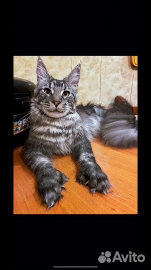 Котята мейн-кун полидакты и обычные- вязка