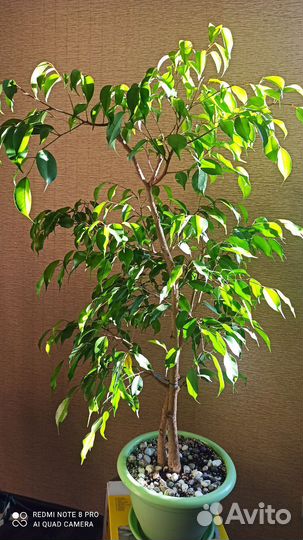 Фикус Бенджамина