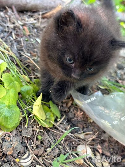 Котята совсем малютки