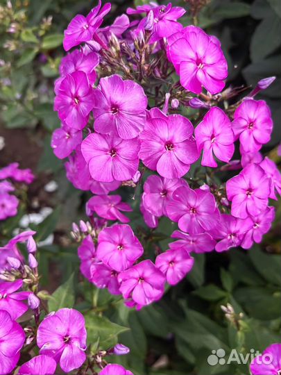 Цветы многолетние