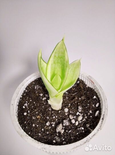 Сансевиерия манолин