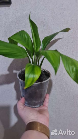 Спатифиллум