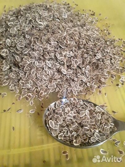 Укроп горчица микс сибирские