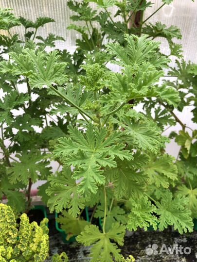 Герань душистая 12 видов