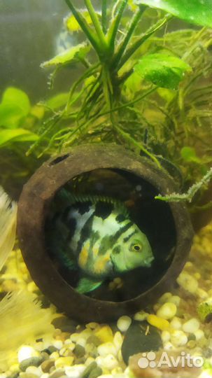 Сапфировый попугай пара