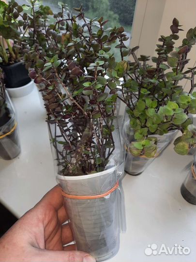 Кализия зелёная с фиолетовым