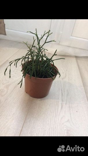 Комнатные цветы