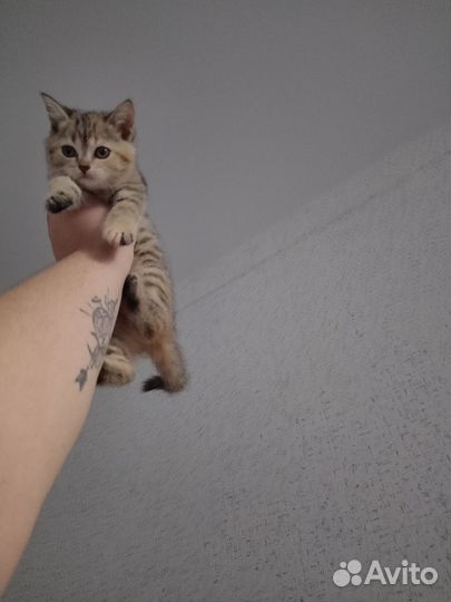 Котёнок шотландский скоттиш-страйт