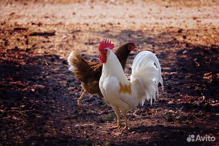 Куры молодки несушки
