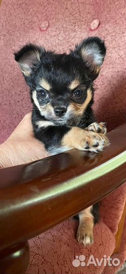 Вязка чихуахуа