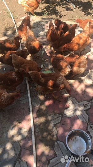 Куры несушки