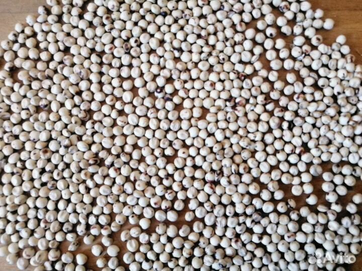 Семена Сорго зерновое, белозерное, голозерное