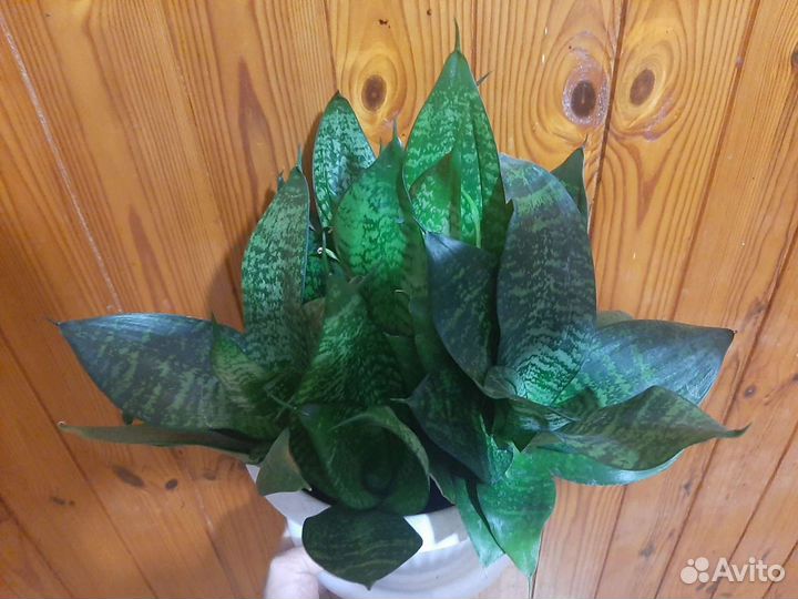 Продам Сансевиерия(тёщин язык)