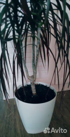 Пальма драцена