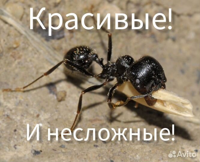 Муравьи Жнецы (Messor structor)