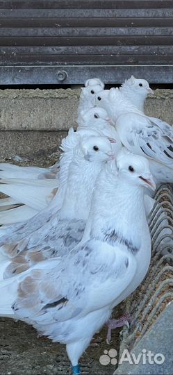 Голуби бойные армянские