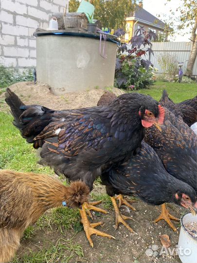 Продаётся петушок барневельдер