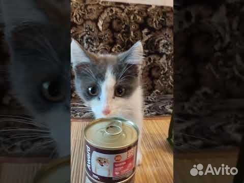 Маленький котик ищет дом объявление продам