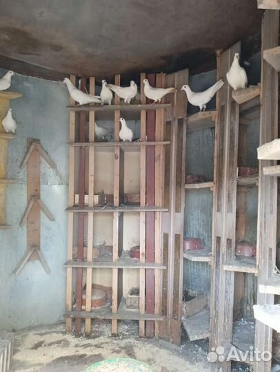 Голуби белые (чехи)