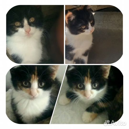 Кошки в добрые руки бесплатно
