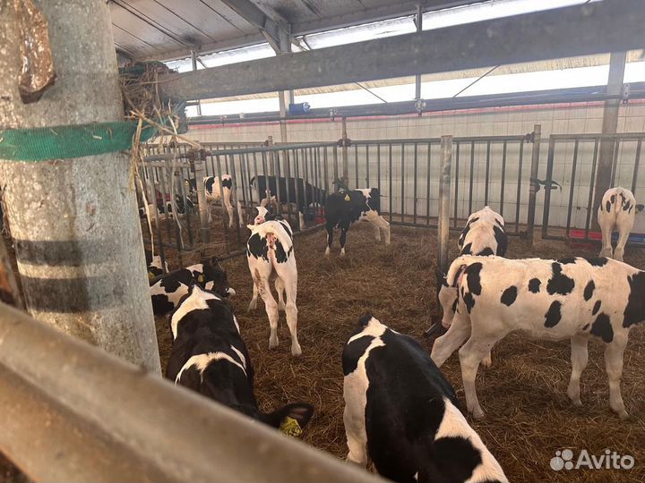 Телята мясной породы бычки бесплатное доставка
