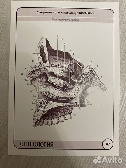 Анатомия человека карточки остеология